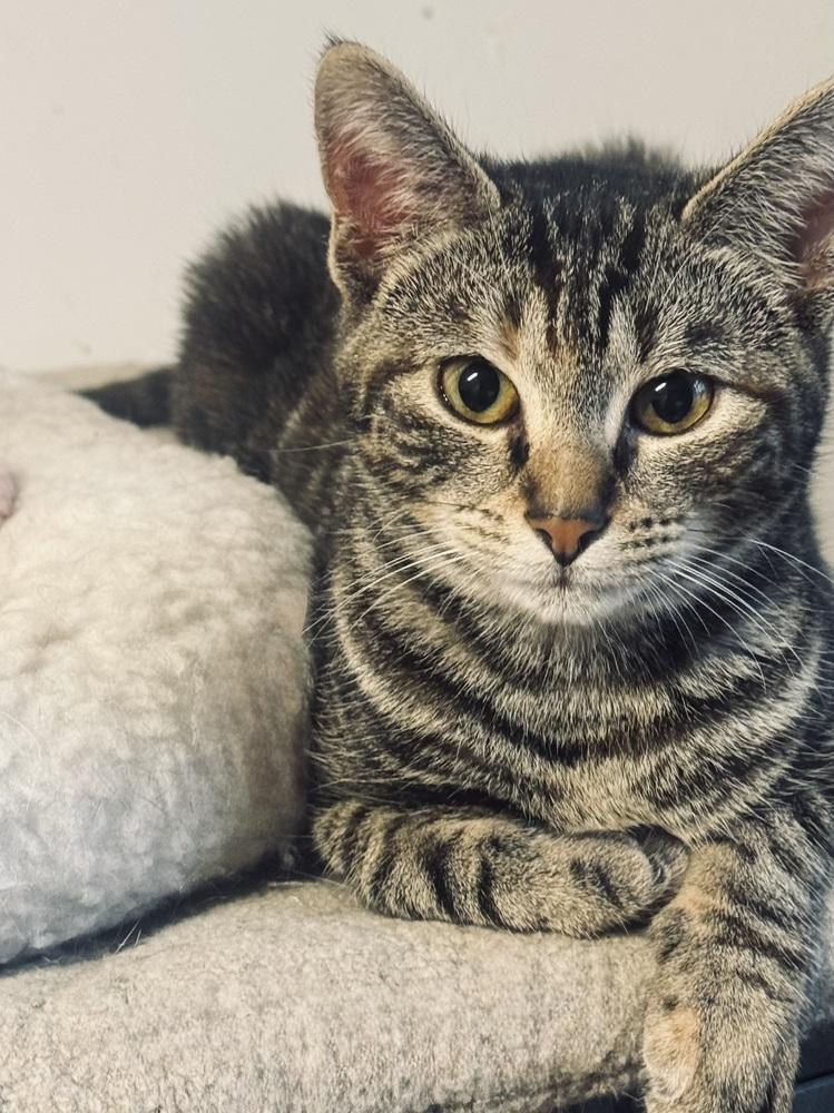 Enlarge Zenith, a Adoptable mixed breed in Jackson, GA image 2/5