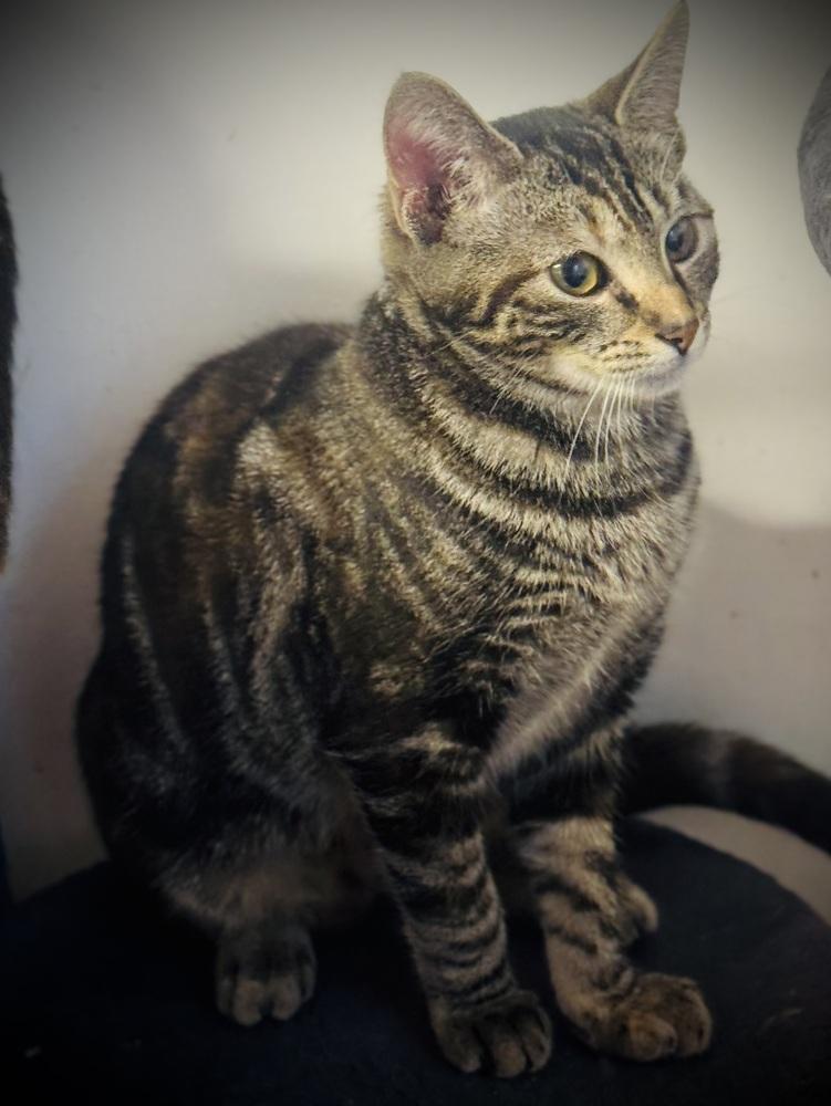 Enlarge Zenith, a Adoptable mixed breed in Jackson, GA image 3/5