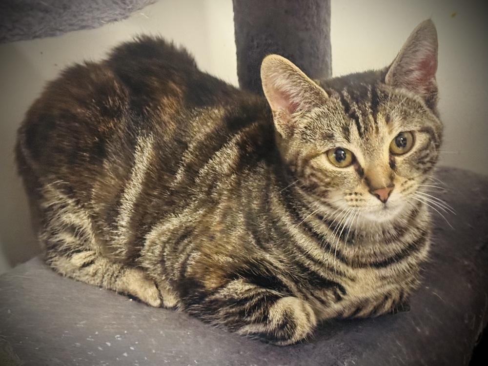 Enlarge Zenith, a Adoptable mixed breed in Jackson, GA image 4/5