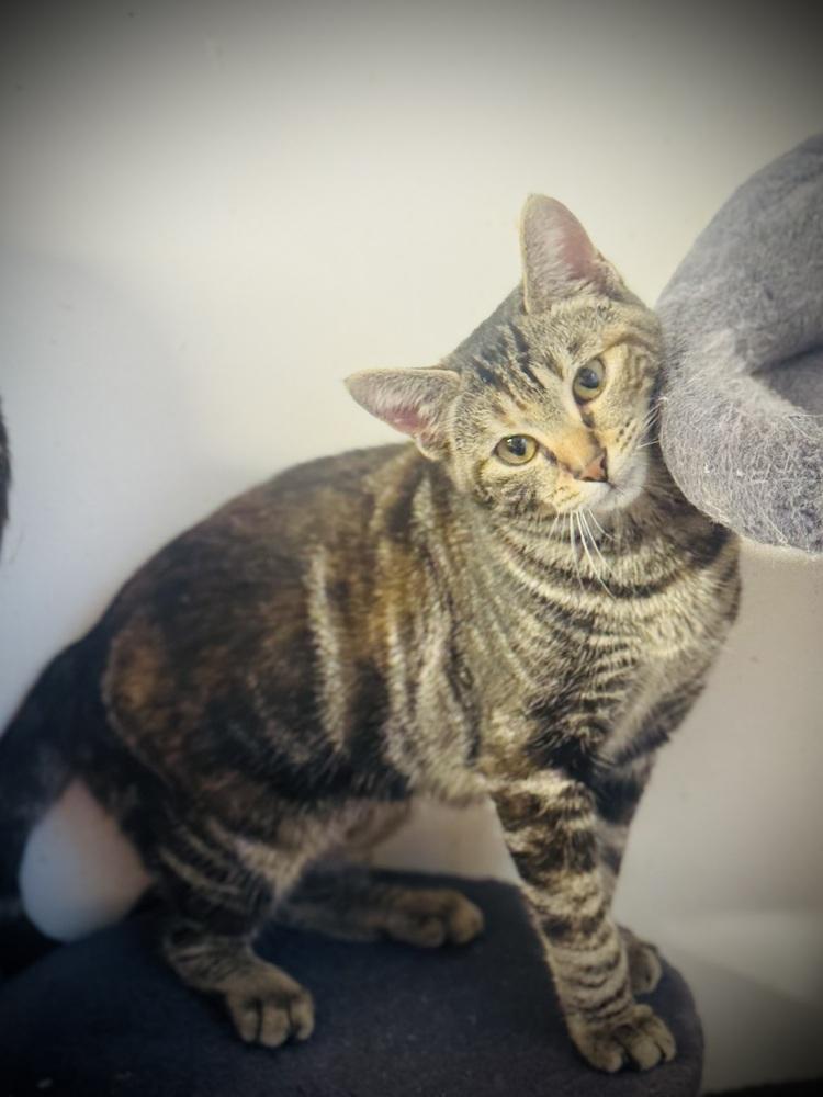 Enlarge Zenith, a Adoptable mixed breed in Jackson, GA image 5/5