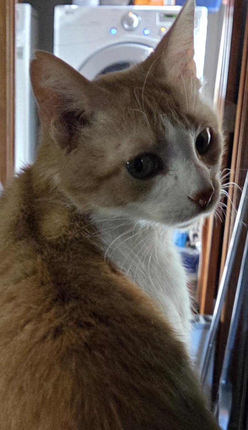 Mazzy, an adopted Domestic Short Hair in Greensburg, PA image 2/6