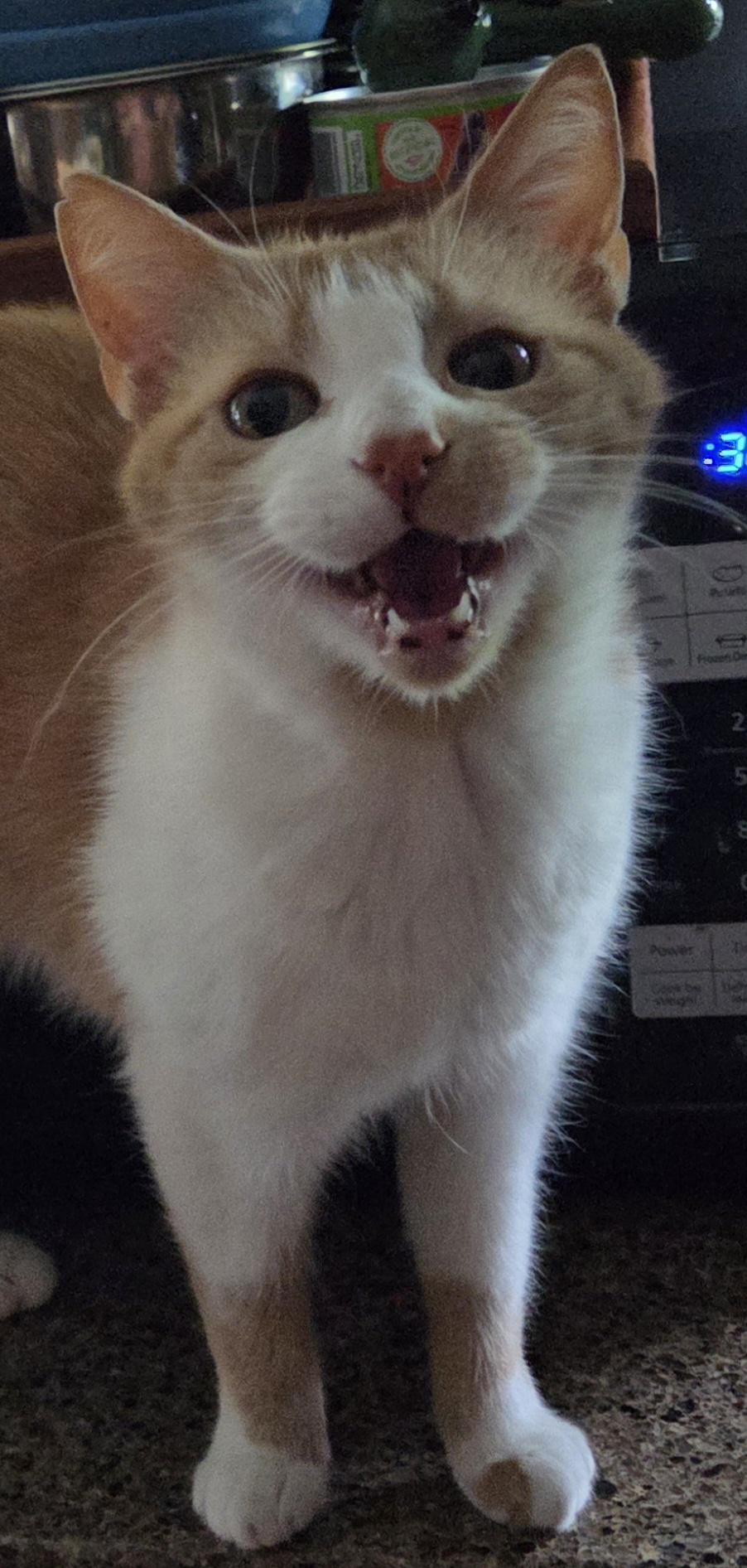 Mazzy, an adopted Domestic Short Hair in Greensburg, PA image 3/6