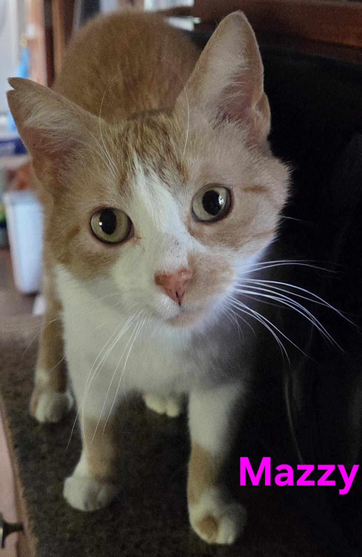Mazzy, adopted, Adult Female Domestic Short Hair.