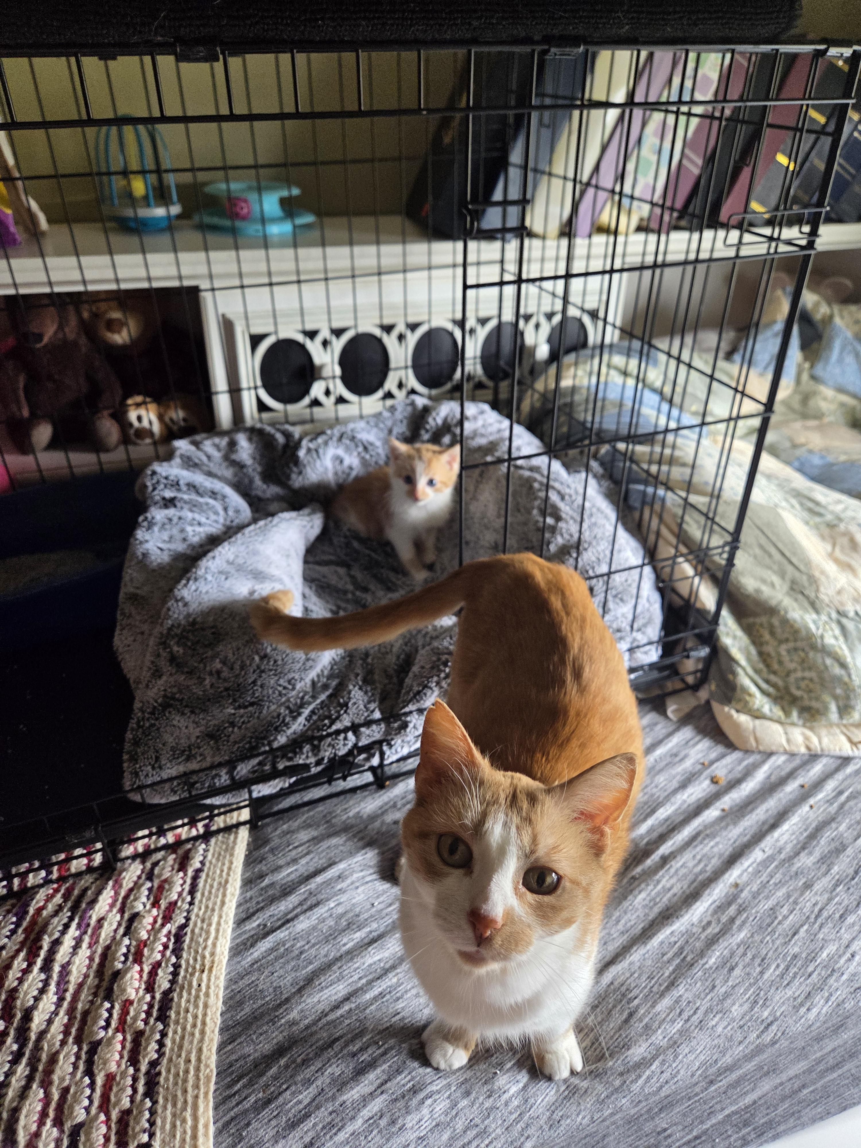 Mazzy, an adopted Domestic Short Hair in Greensburg, PA image 4/6