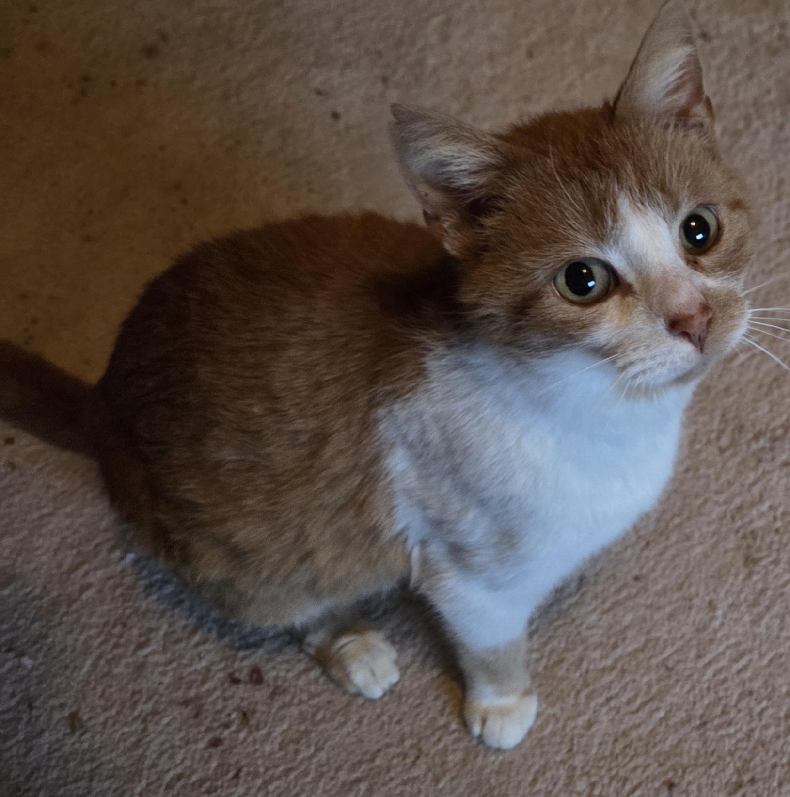 Mazzy, an adopted Domestic Short Hair in Greensburg, PA image 5/6