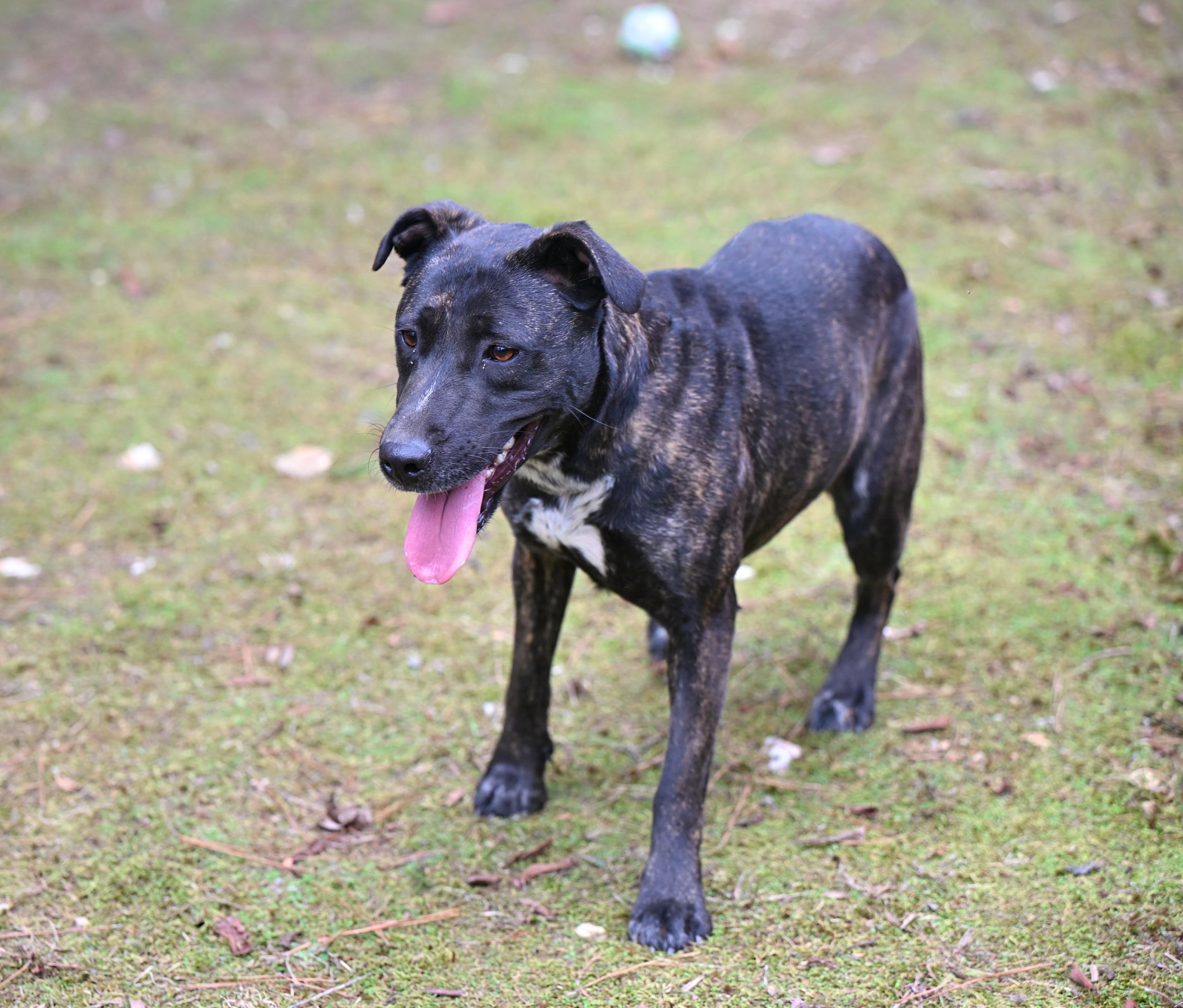 Enlarge Dora, a Adoptable mixed breed in Hot Springs, AR image 1/1
