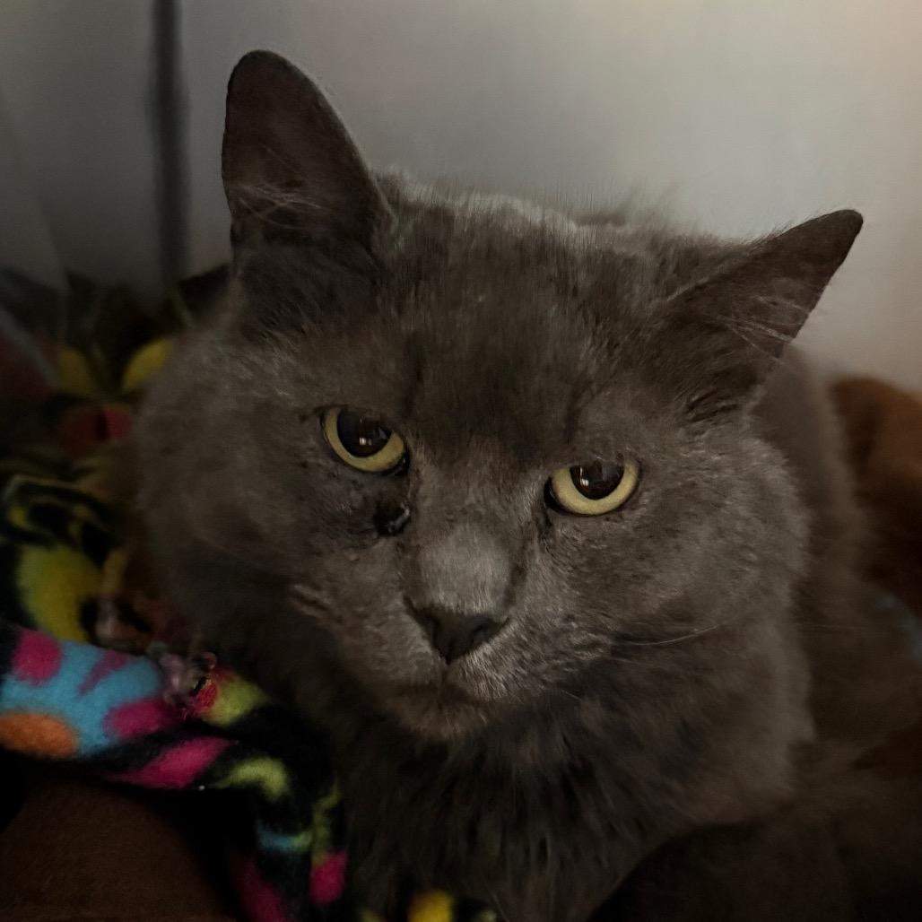 Yacht Rock, Adoptable, Adult Female Domestic Medium Hair.
