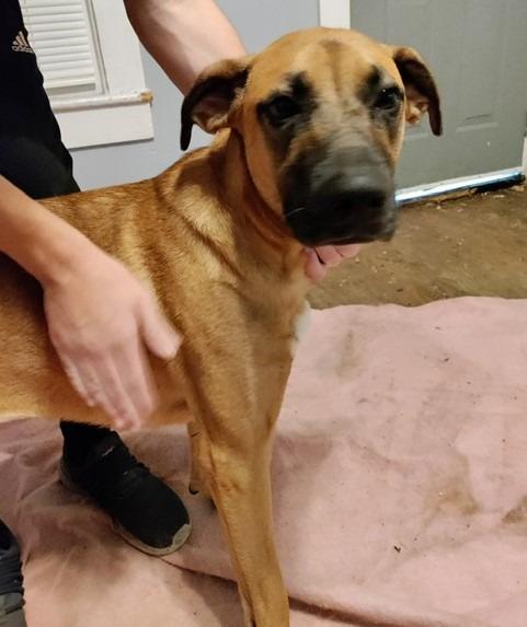 Enlarge Bonnie (Courtesy Post), a Adoptable Labrador Retriever in Rutherfordton, NC image 2/3