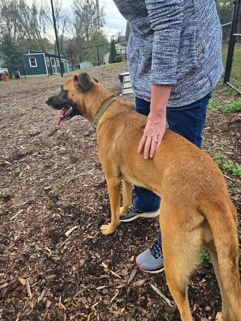 Enlarge Bonnie (Courtesy Post), a Adoptable Labrador Retriever in Rutherfordton, NC image 3/3