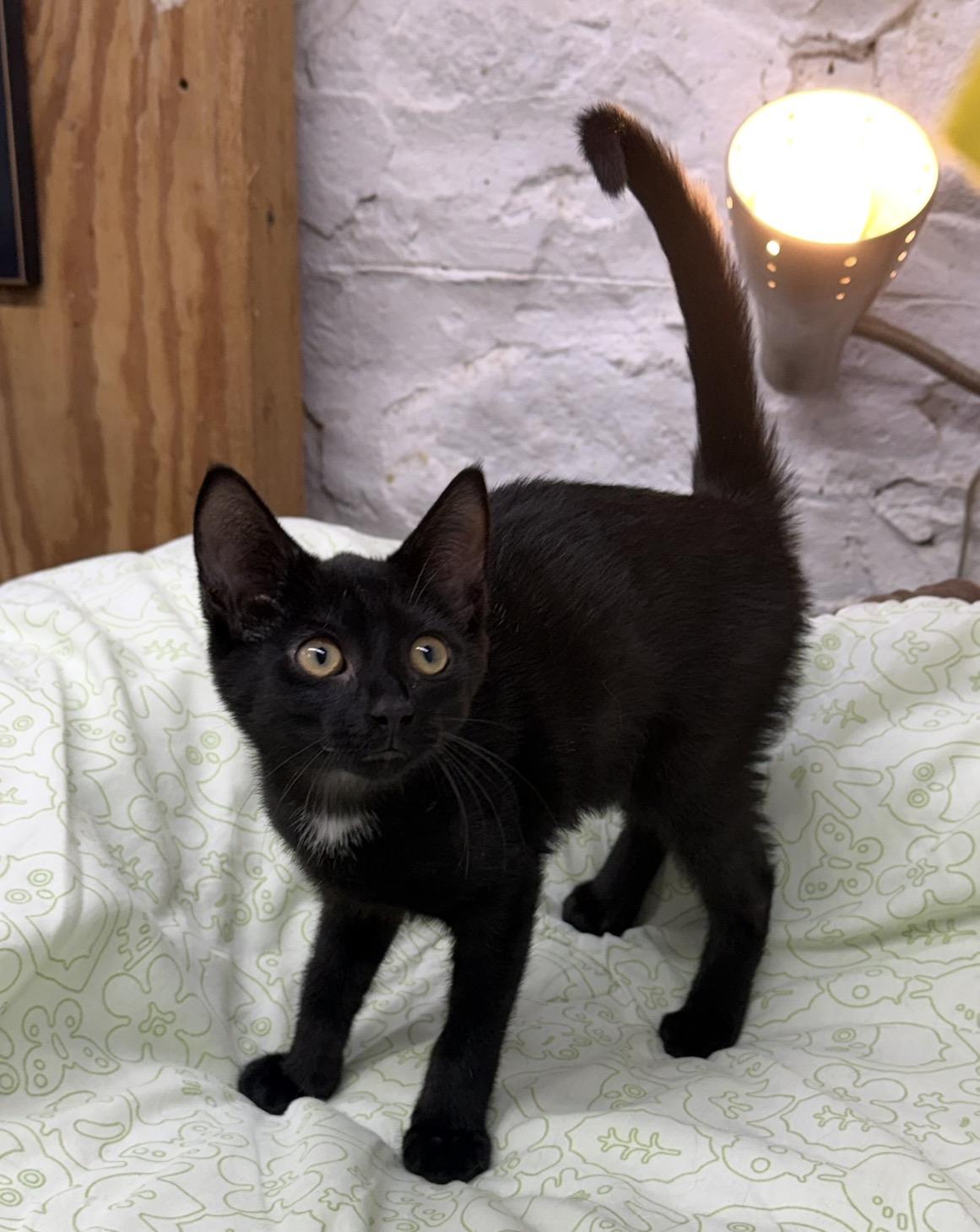 Enlarge Allen, a Adoptable Domestic Short Hair in Avon, OH image 2/5