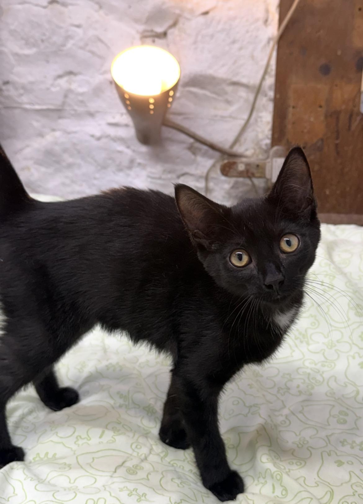 Enlarge Allen, a Adoptable Domestic Short Hair in Avon, OH image 1/5