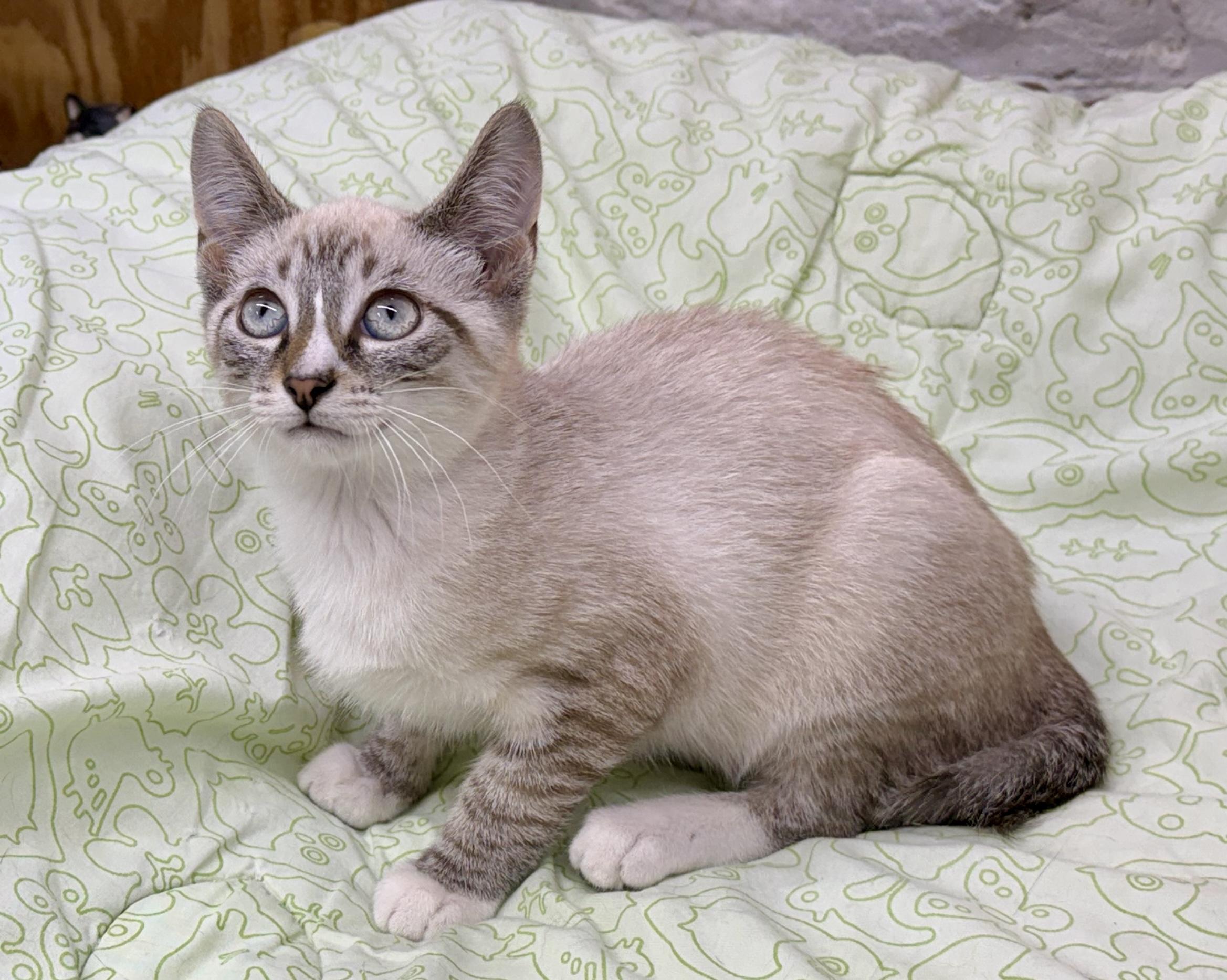 Enlarge Allen, a Adoptable Domestic Short Hair in Avon, OH image 5/5