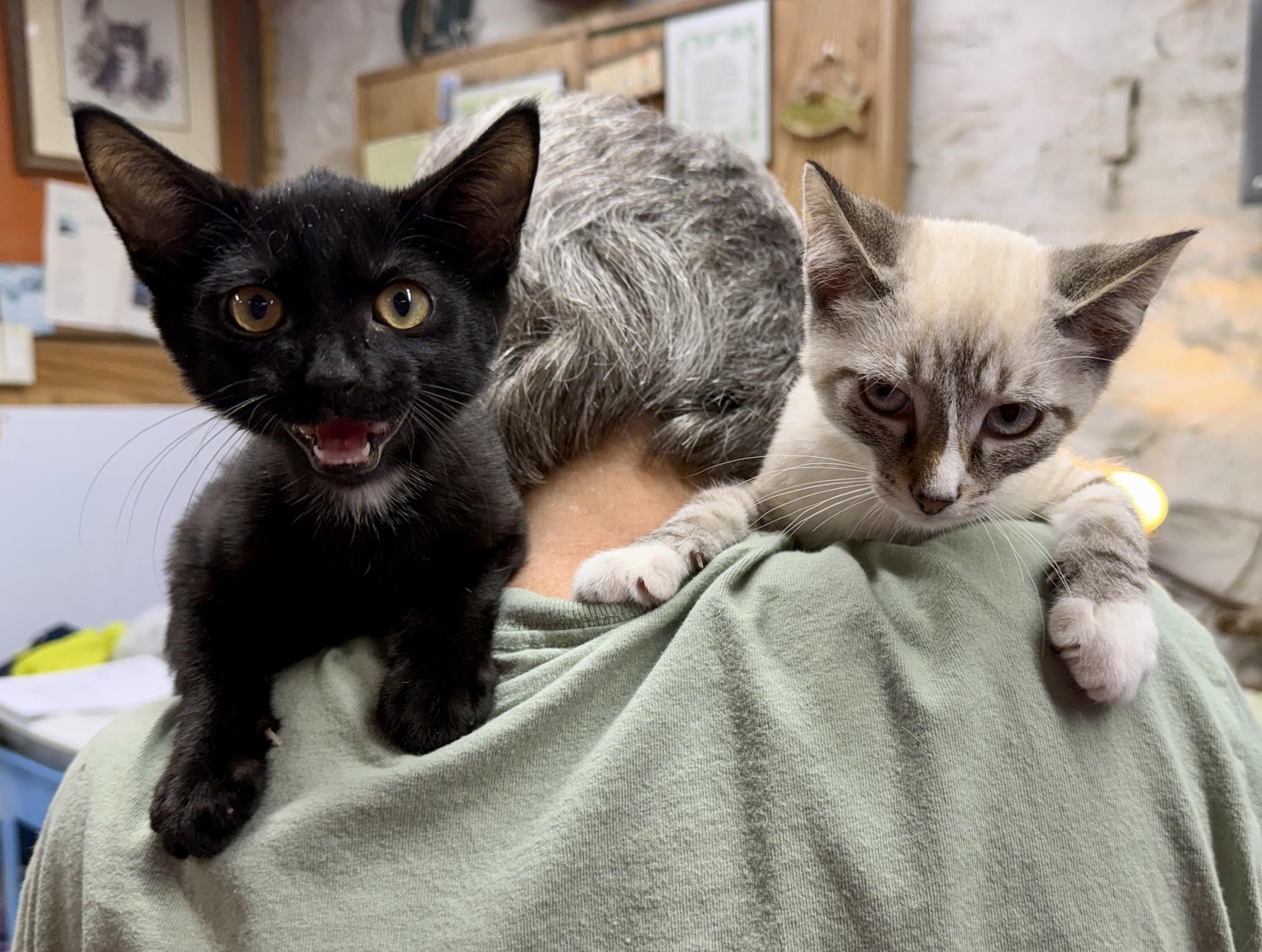 Enlarge Allen, a Adoptable Domestic Short Hair in Avon, OH image 3/5