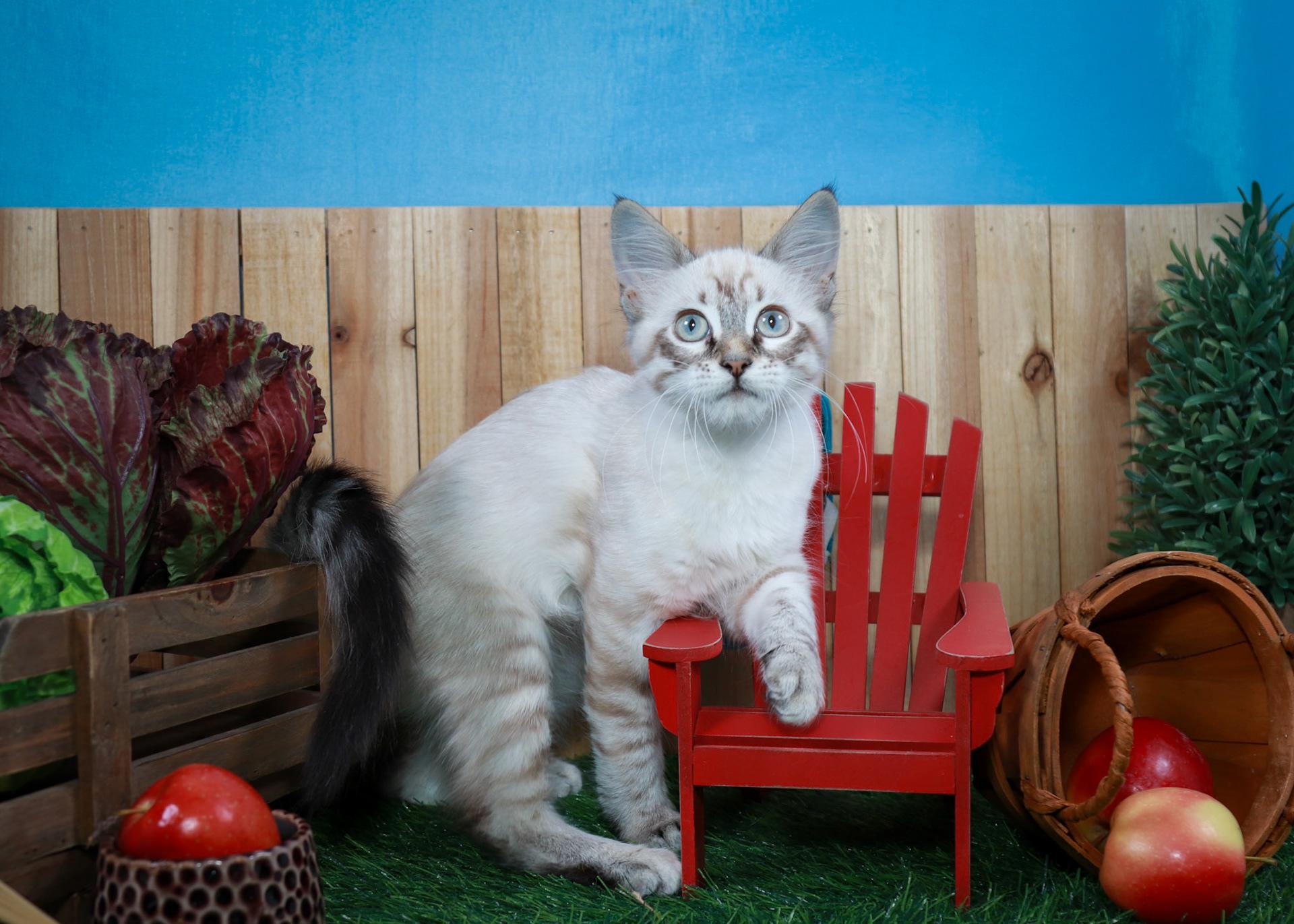 Enlarge Clara-Bow, an adopted mixed breed in Parker, TX image 3/6