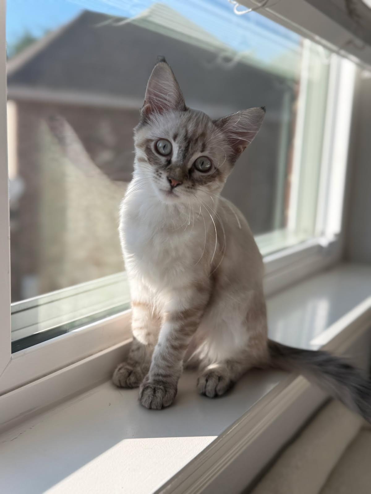 Clara-Bow, adopted, Kitten Female Siamese & Domestic Long Hair.