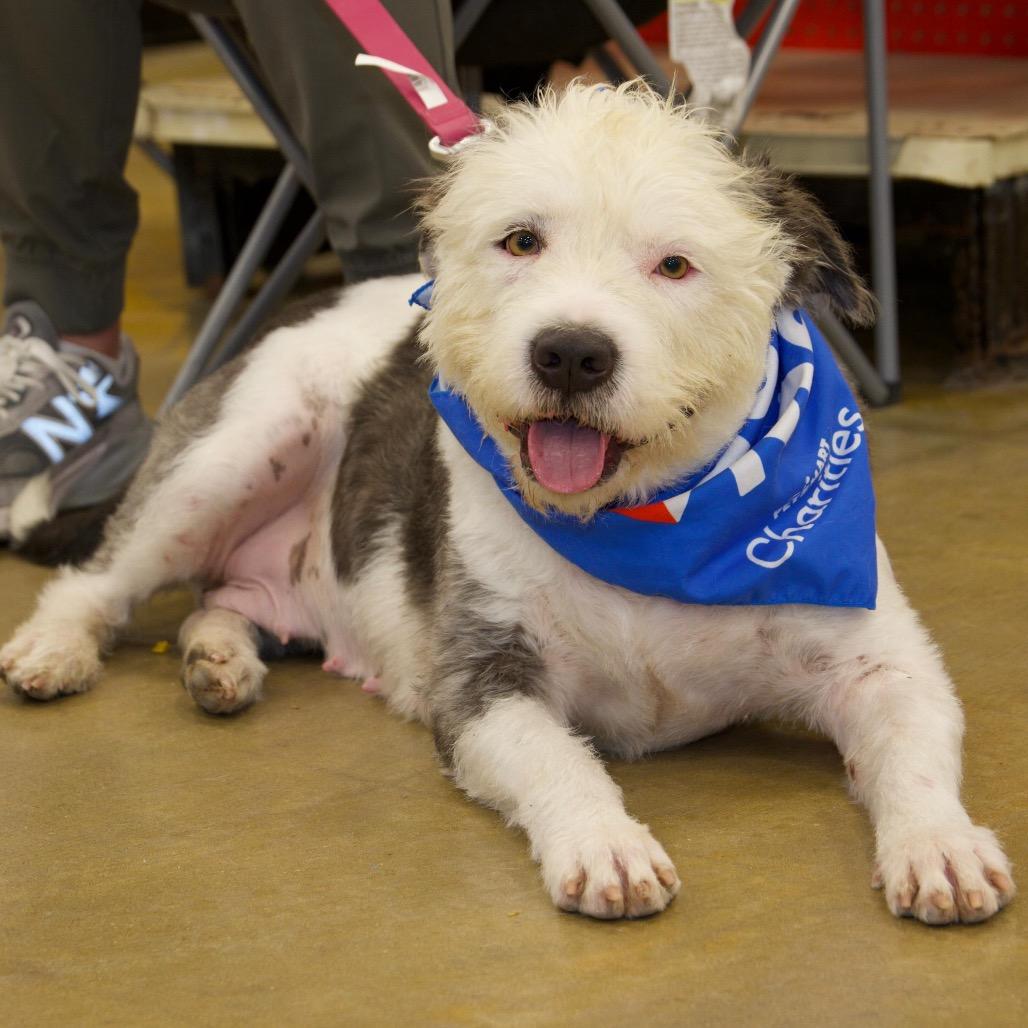 Enlarge BEAM, a Adoptable mixed breed in Berlin, NJ image 1/6