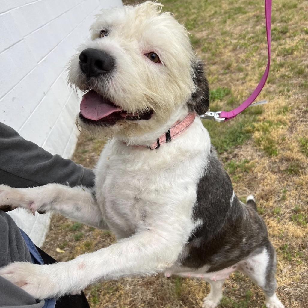 Enlarge BEAM, a Adoptable mixed breed in Berlin, NJ image 3/6