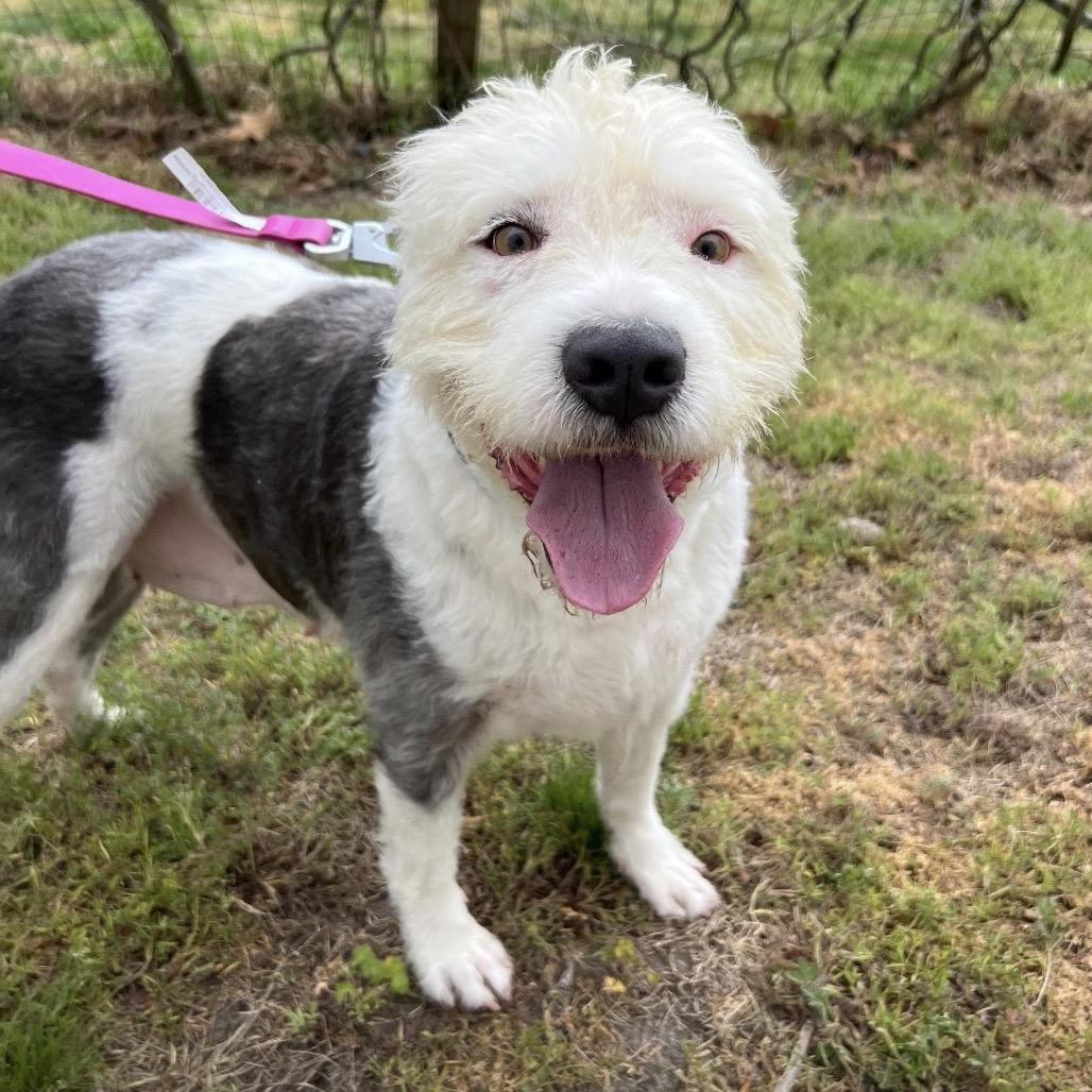 Enlarge BEAM, a Adoptable mixed breed in Berlin, NJ image 4/6