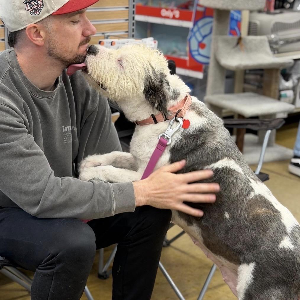 Enlarge BEAM, a Adoptable mixed breed in Berlin, NJ image 5/6