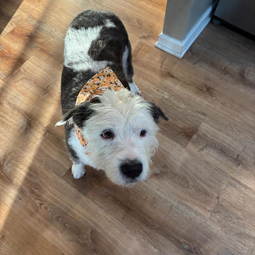 Enlarge BEAM, a Adoptable mixed breed in Berlin, NJ image 2/6