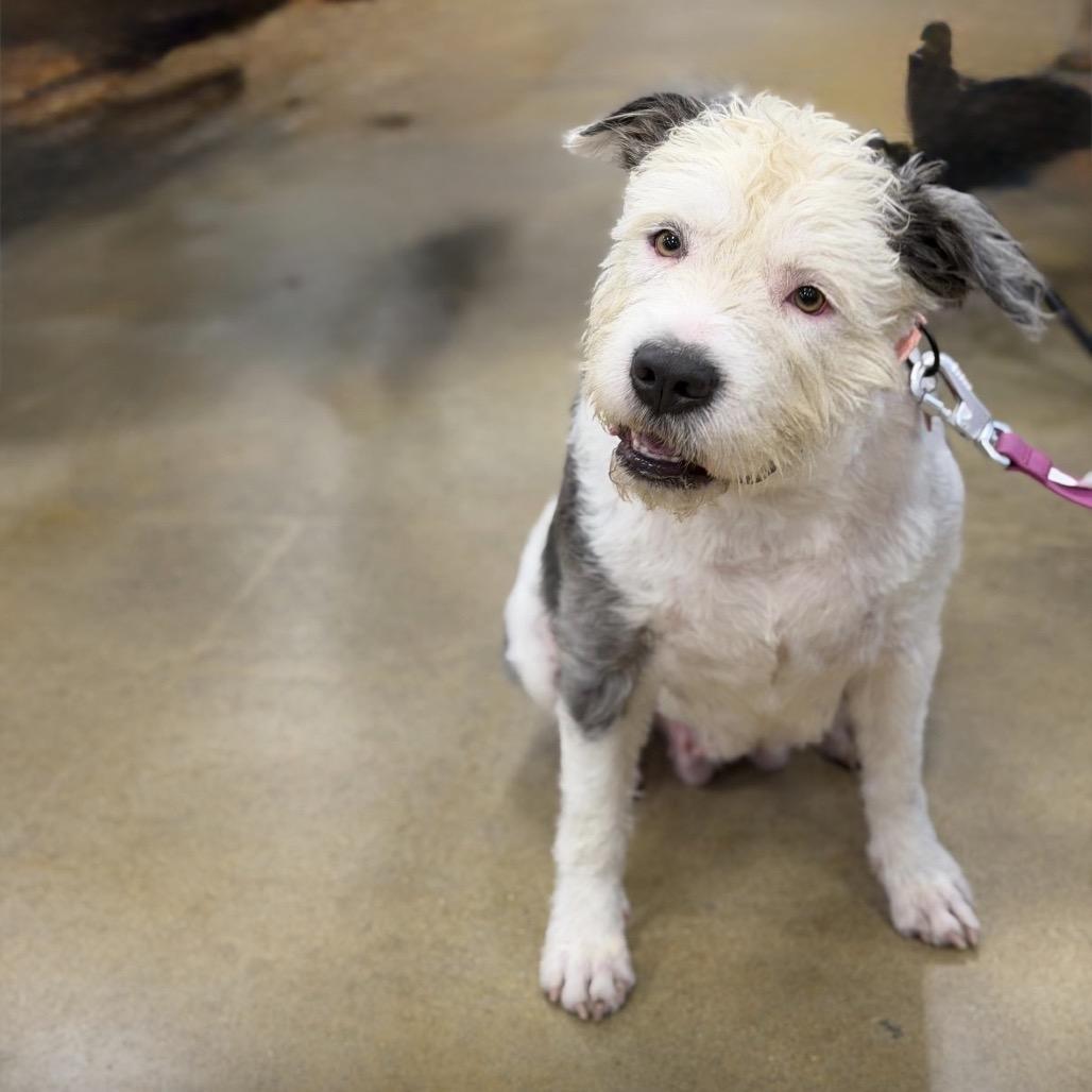 Enlarge BEAM, a Adoptable mixed breed in Berlin, NJ image 6/6