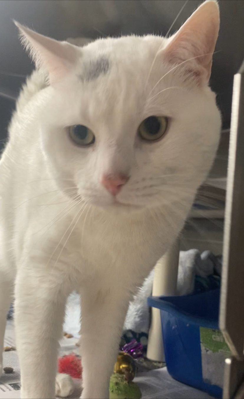 Marshmellow, a Adoptable Domestic Short Hair in North Kingstown, RI image 4/6