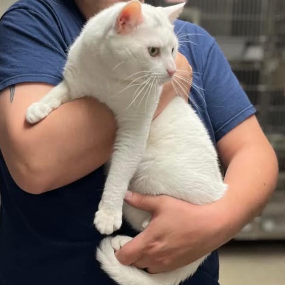 Marshmellow, a Adoptable Domestic Short Hair in North Kingstown, RI image 2/6