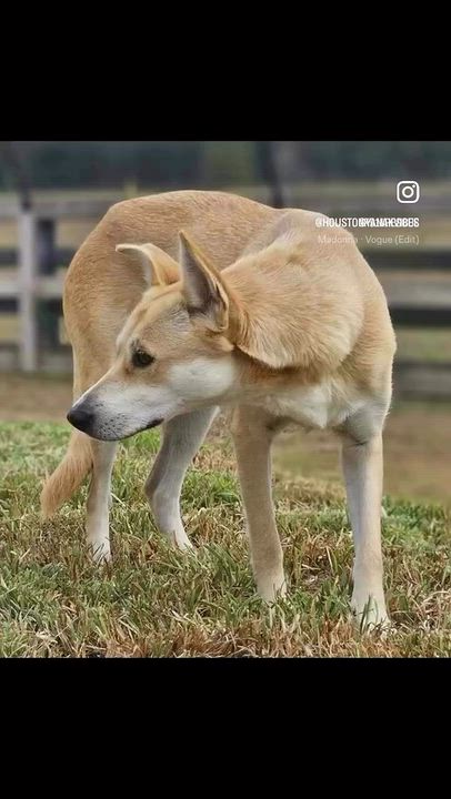 Enlarge WILLOW, a Adopted mixed breed in Albany, NY video 6/6