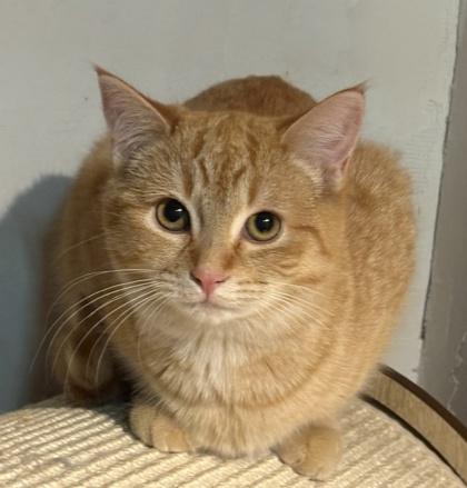 Hailey (bonded with Holly) — thumbnail 2