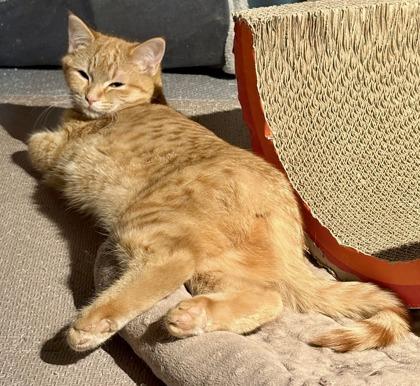 Hailey (bonded with Holly) — thumbnail 3