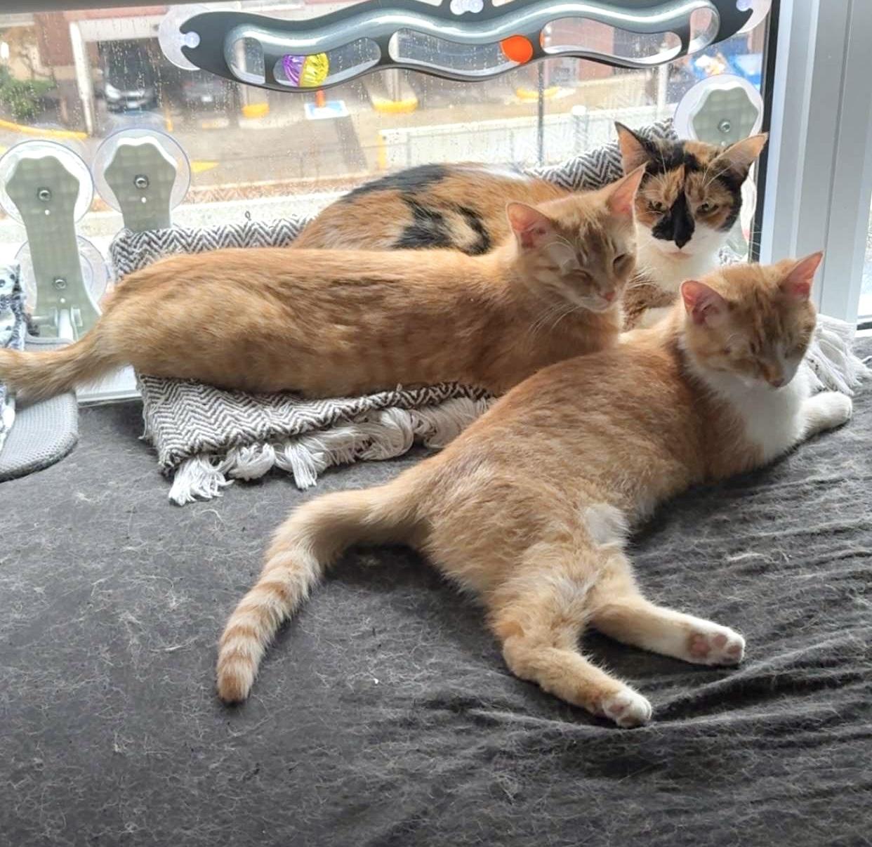 Hailey (bonded with Holly) — thumbnail 4