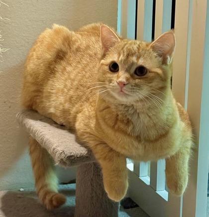 Hailey (bonded with Holly) — thumbnail 5