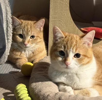 Hailey (bonded with Holly) — thumbnail 6