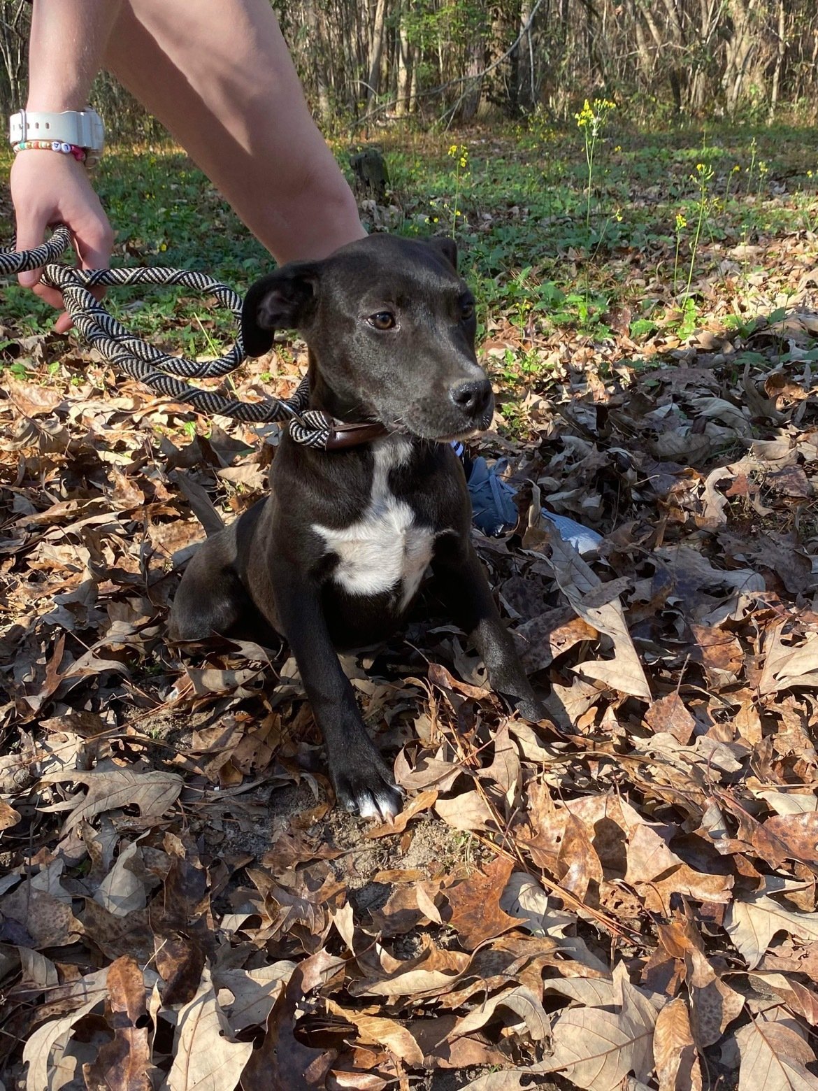 Dancer, Adoptable, Puppy Female Labrador Retriever & Terrier.