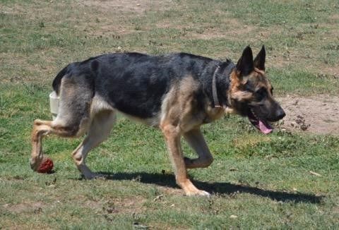 Enlarge Bella, a Adoptable German Shepherd Dog in Round Rock, TX image 7/11