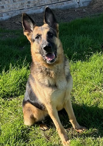 Enlarge Bella, a Adoptable German Shepherd Dog in Round Rock, TX image 9/11