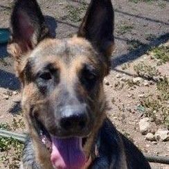 Enlarge Bella, a Adoptable German Shepherd Dog in Round Rock, TX image 8/11