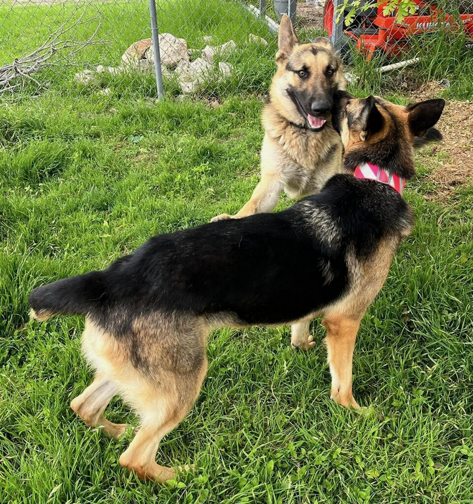 Enlarge Bella, a Adoptable German Shepherd Dog in Round Rock, TX image 11/11
