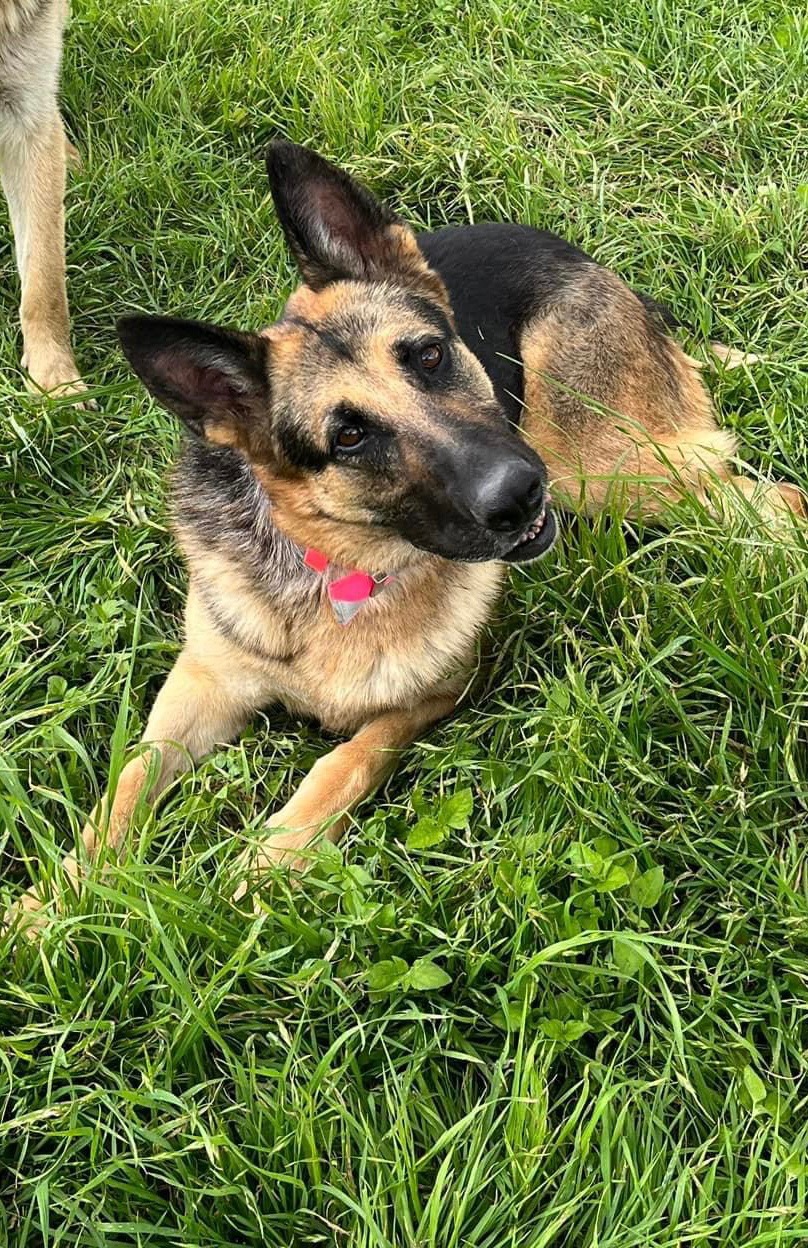 Bella, Adult Female German Shepherd Dog