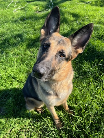Enlarge Bella, a Adoptable German Shepherd Dog in Round Rock, TX image 10/11