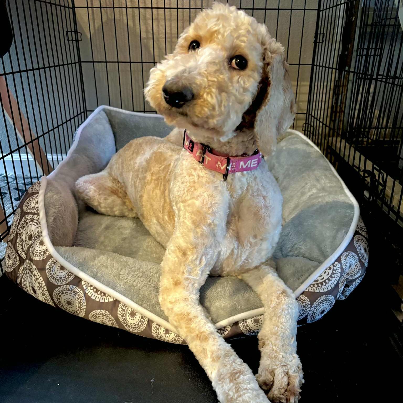Momo, adopted, Young Female Labradoodle.
