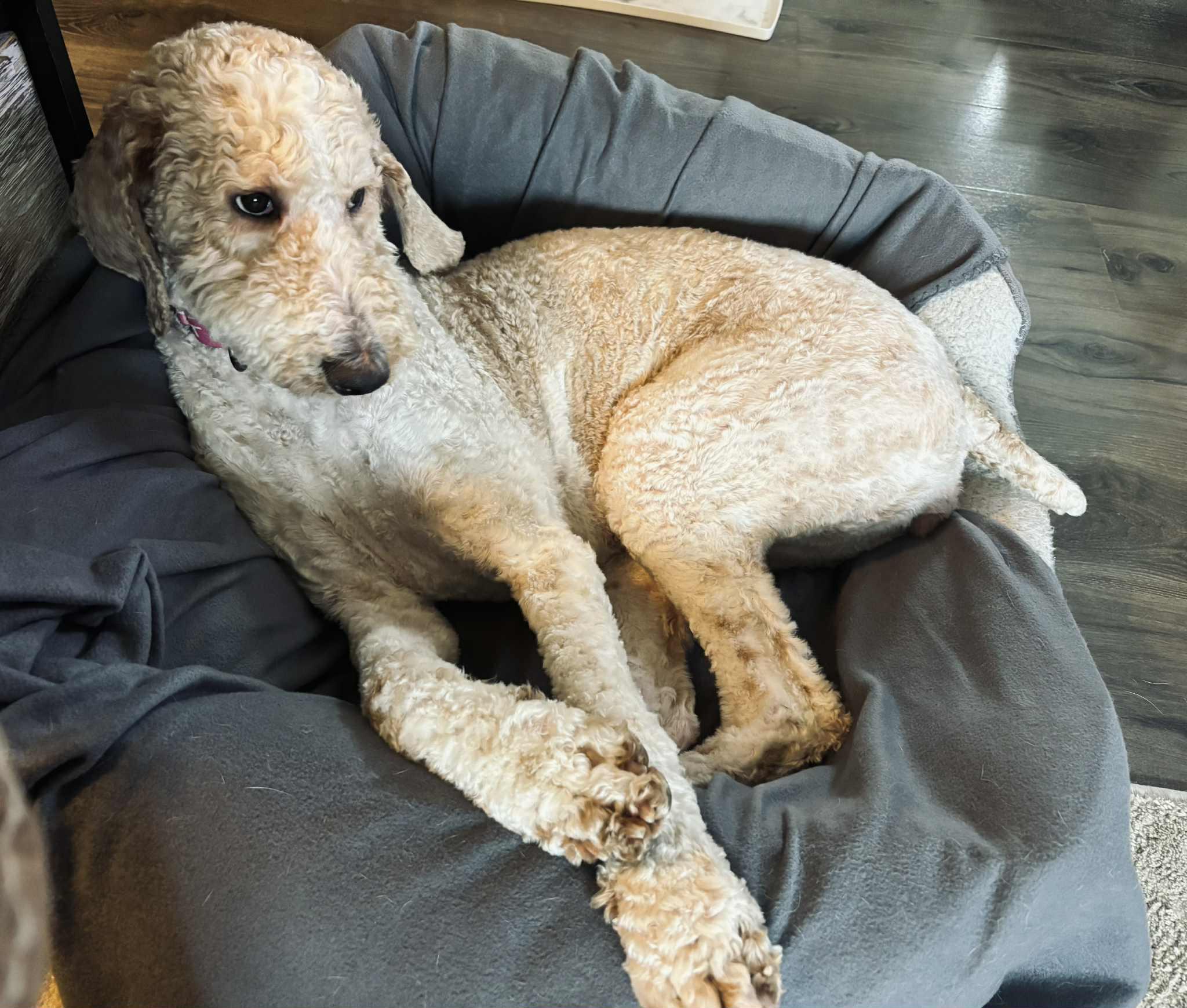 Enlarge Momo, an adopted Labradoodle in Cedar Rapids, IA image 3/4