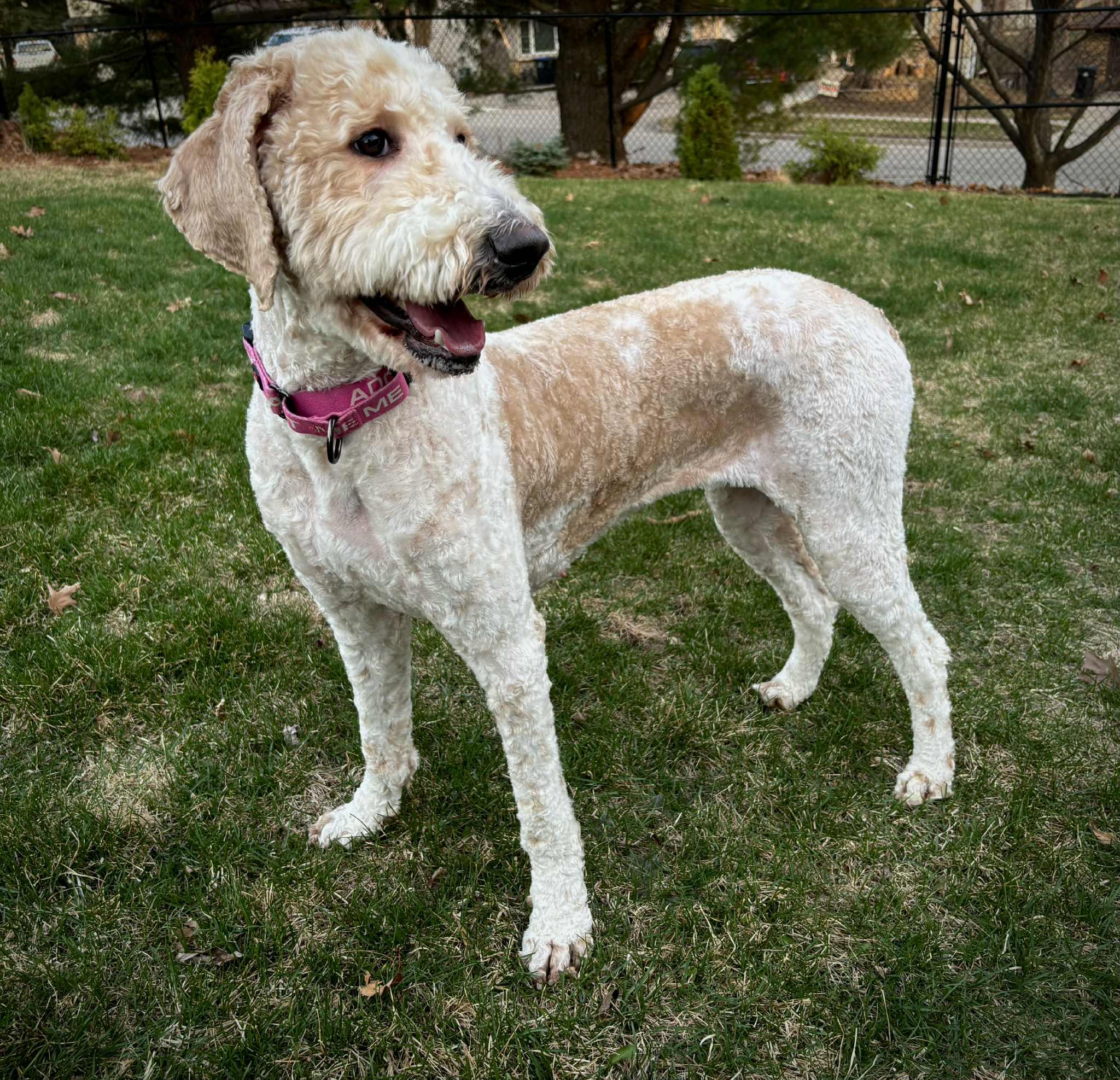 Enlarge Momo, an adopted Labradoodle in Cedar Rapids, IA image 4/4
