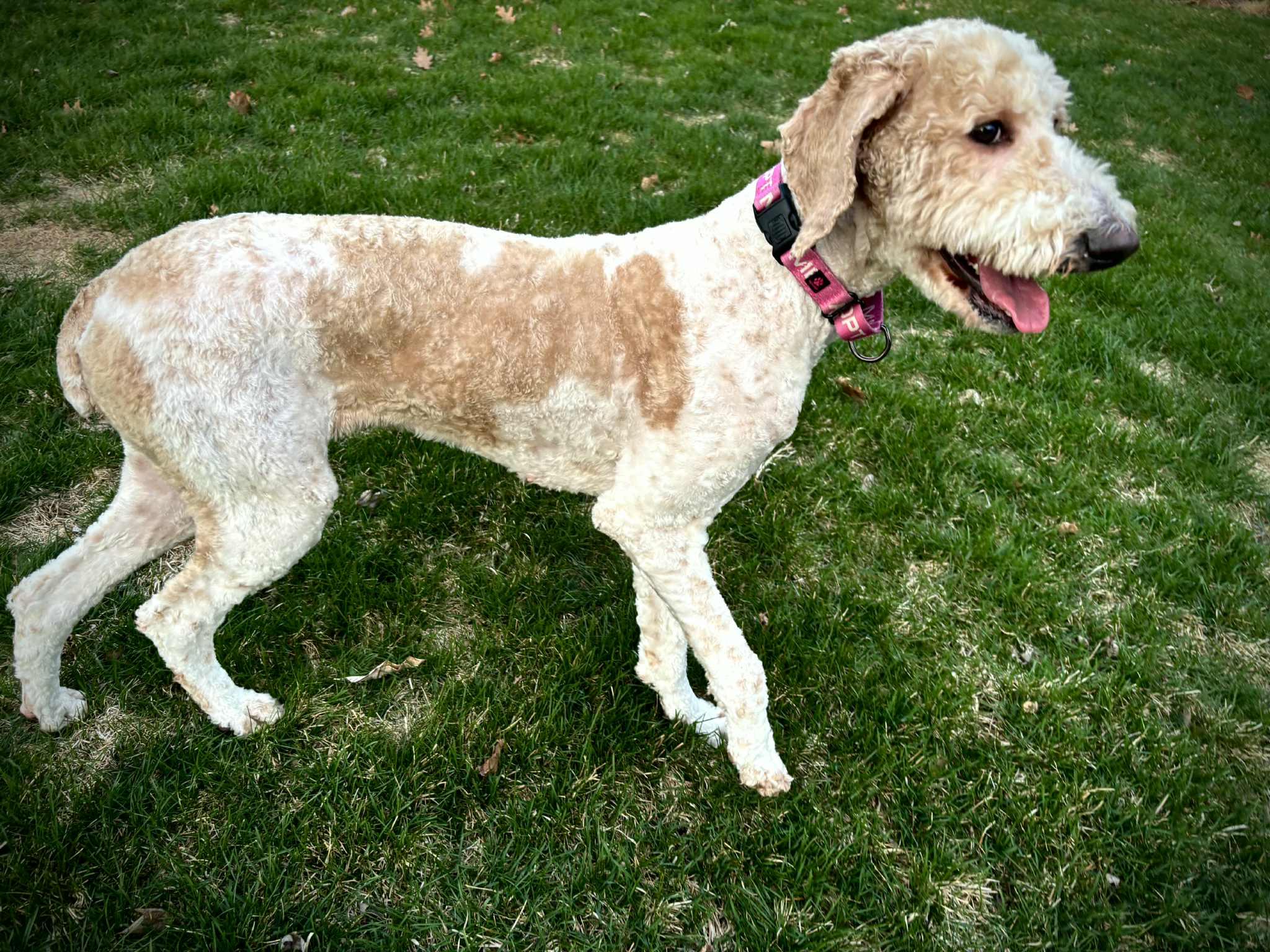 Enlarge Momo, an adopted Labradoodle in Cedar Rapids, IA image 2/4