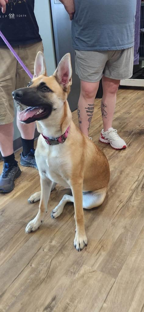 Supernova, a Adoptable mixed breed in Van Wert, OH image 1/2