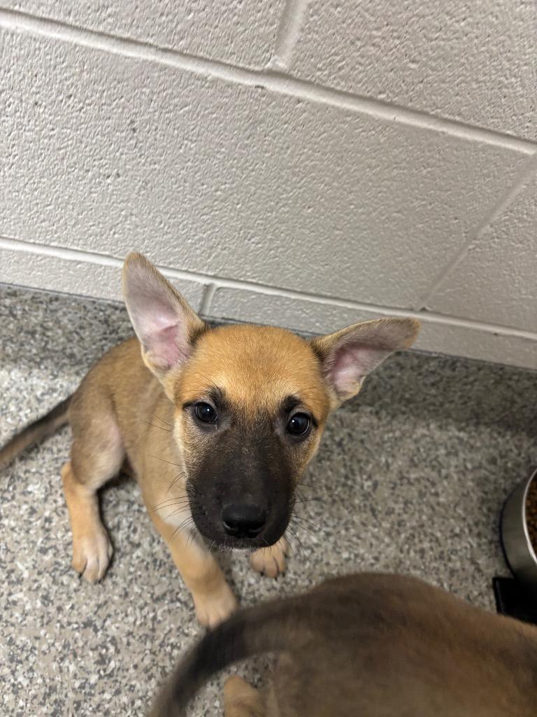 Supernova, a Adoptable mixed breed in Van Wert, OH image 2/2