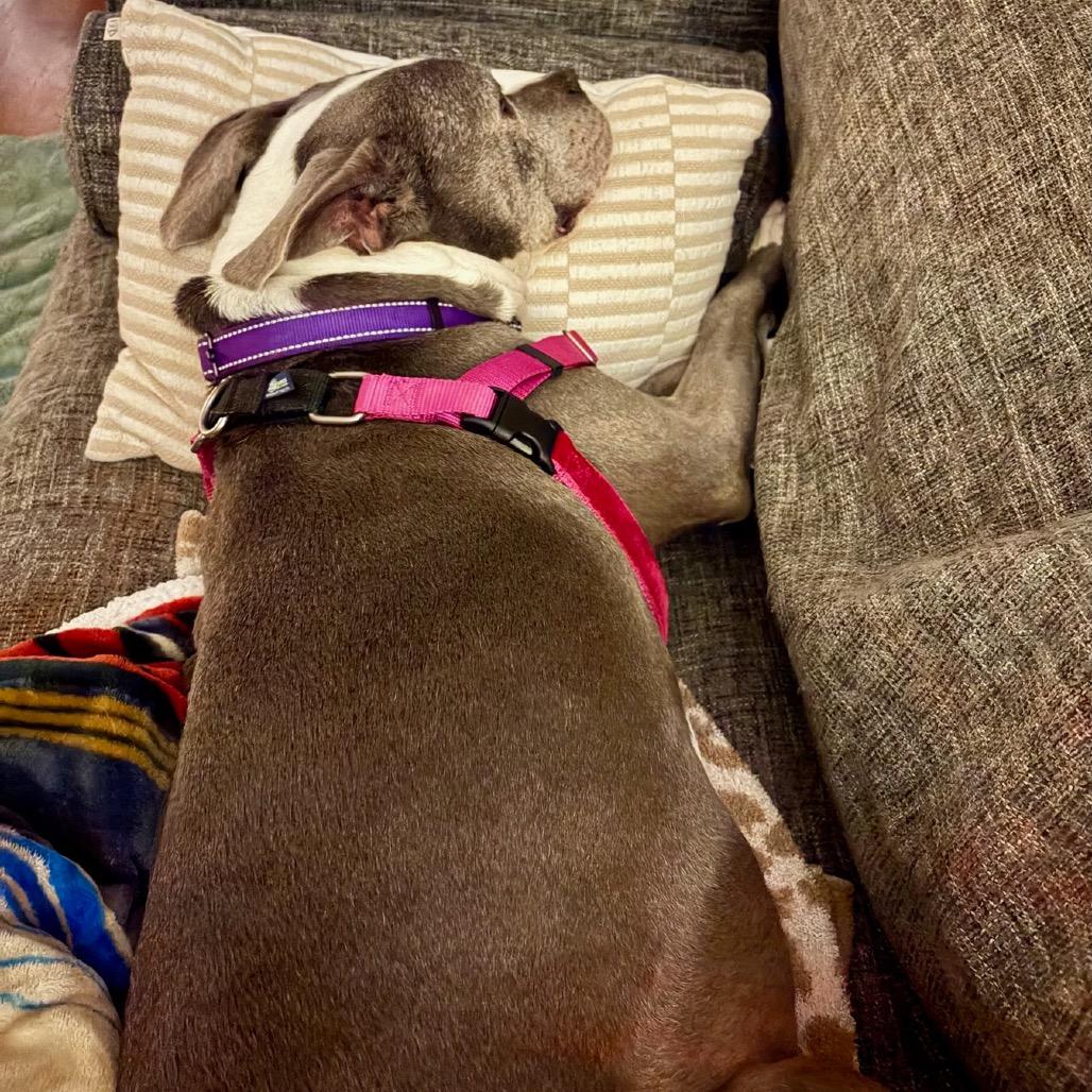 Marley, Adoptable, Senior Female Pit Bull Terrier.