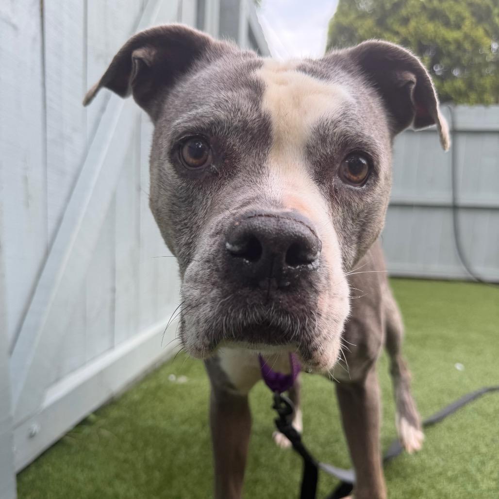 Enlarge Marley, a Adoptable Pit Bull Terrier in Troy, VA image 2/6