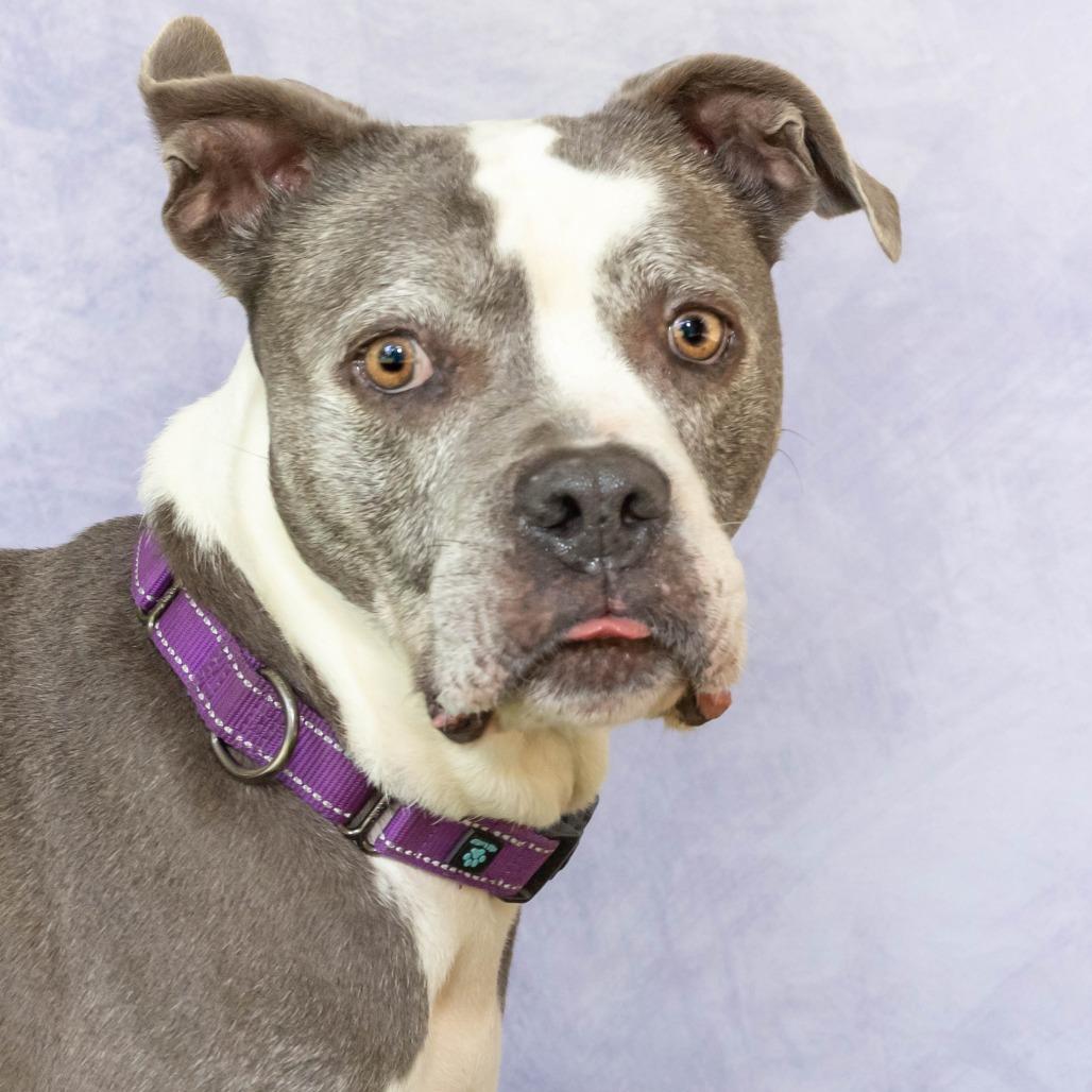 Enlarge Marley, a Adoptable mixed breed in Troy, VA image 3/6