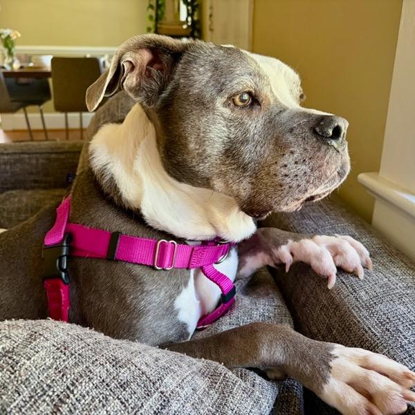 Enlarge Marley, a Adoptable Pit Bull Terrier in Troy, VA image 3/6